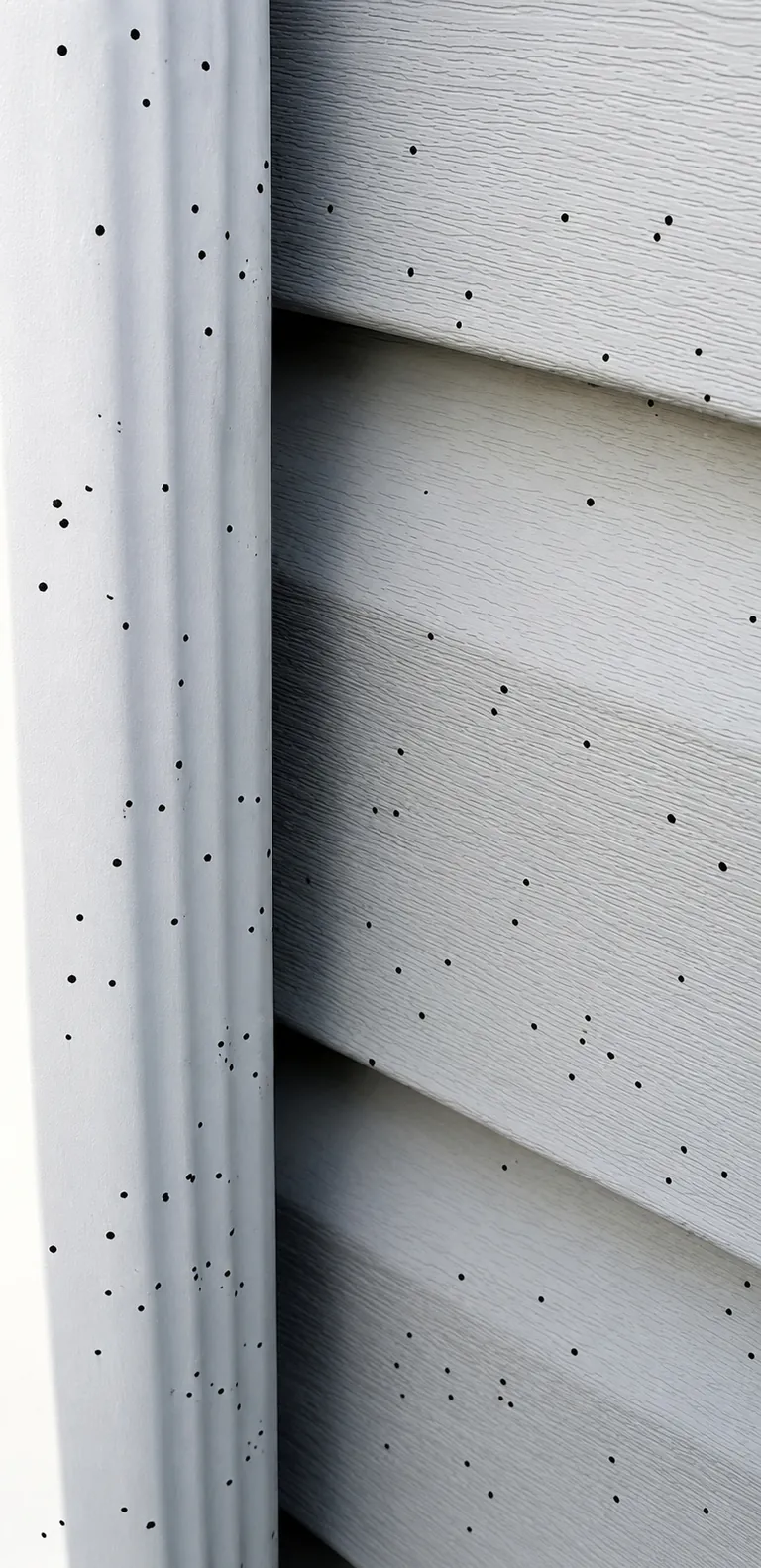 Tiny black shotgun fungus spots scattered across white siding and exterior trim